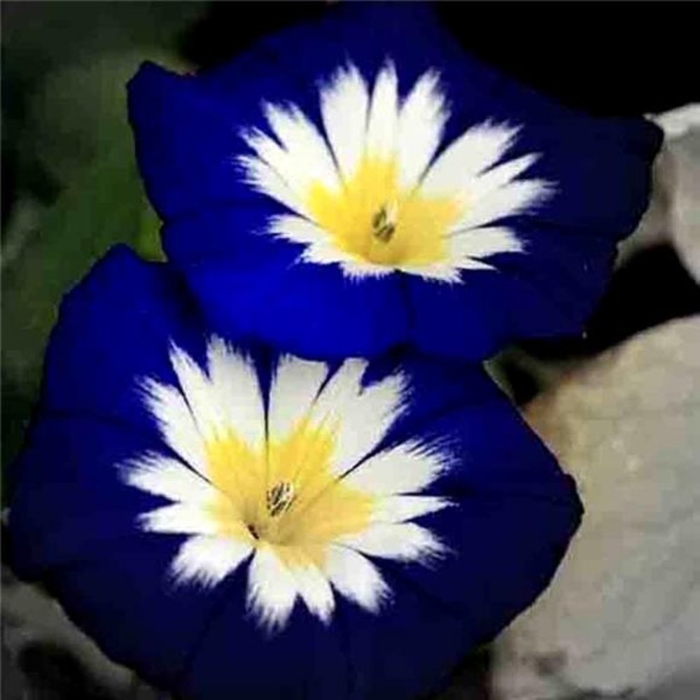MORNING GLORY HUMMINGBIRD MIX DWARF 25 SEEDS BEAUTIFUL FLOWERING VINE TRELLIS US